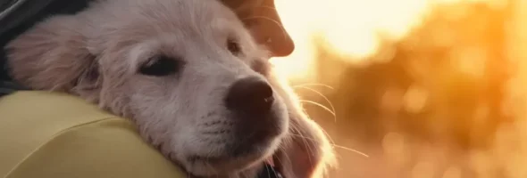 Why Pets Matter: Exploring the Positive Impact of Pets on Owners