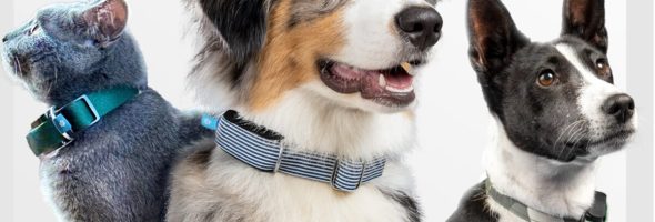 🐾 The Future is Now: AI-Powered Smart Collars Revolutionizing Pet Health Monitoring