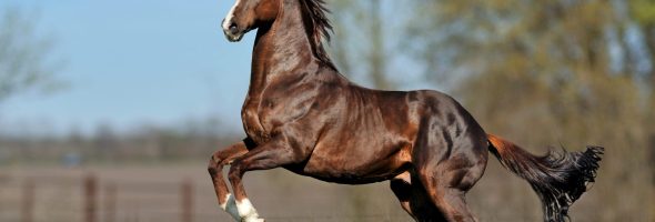 The Most Expensive Pets in the World: A Look at Luxury and Uniqueness