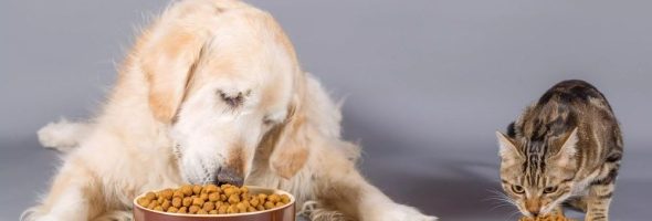 What You Need to Know When Buying Pet Food.