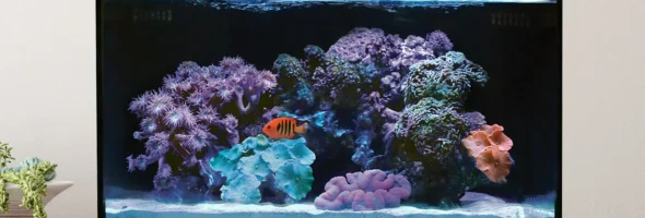 The Most Advanced Home Aquariums