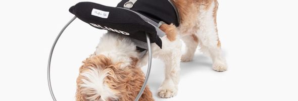How Technology is Transforming Care for Pets with Disabilities