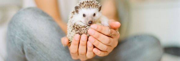 The Best Pet for You Depends on Your Age